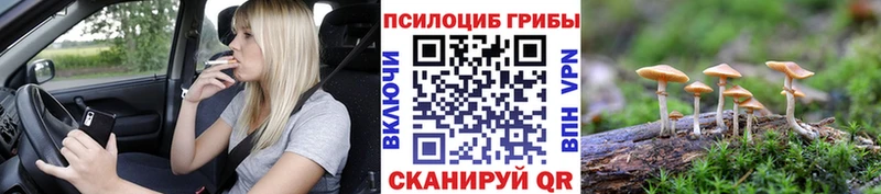 KRAKEN ТОР Боровск Галлюциногенные грибы Psilocybine cubensis